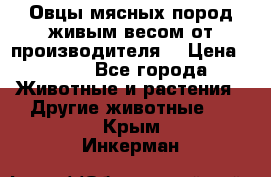 Овцы мясных пород живым весом от производителя. › Цена ­ 110 - Все города Животные и растения » Другие животные   . Крым,Инкерман